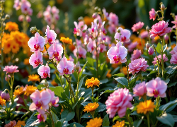 Kwiaty, Storczyki, Różowe