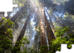 Las, Drzewa, Sekwoje, Przebijające światło, Różanecznik, Park Narodowy Redwood, Kalifornia, Stany Zjednoczone