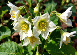 Kwiaty, Białe, Ciemierniki, Liście, Grafika AI