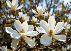 Krzew, Białe, Kwiaty, Magnolia, Gałązki, AI