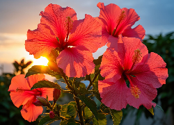 Hibiskusy, Kwiaty