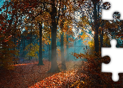 Jesień, Las, Drzewa, Przebijające światło, Brązowe, Liście