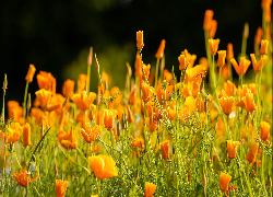 Eschscholzia californica, Pozłotki, Maczki kalifornijskie, Kwiaty, Pomarańczowe