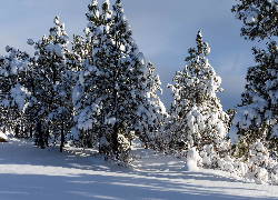 Drzewa, Zima, Las, Śnieg