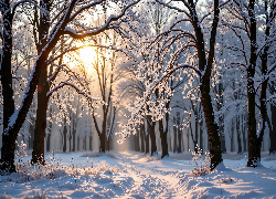 Zima, Las, Drzewa, Słońce, Grafika AI