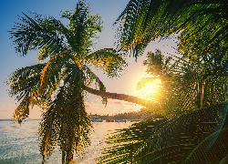 Dominikana, Punta Cana, Morze, Plaża, Palmy, Promienie słońca