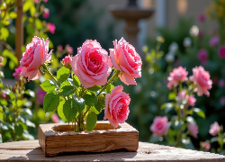 Kwiaty, Róże, Różowe, Drewniana, Skrzynka