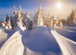 Zima, Śnieg, Zaspy, Drzewa, Promienie słońce