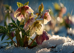 Żółte, Ciemierniki, Kwiaty, Grafika AI