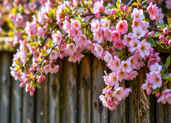 Różowe, Kwiaty, Gałązki, Drzewo owocowe, Drewniany, Płot, Grafika AI