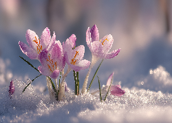 Różowe, Krokusy, Śnieg, Grafika AI
