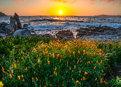 Stany Zjednoczone, Kalifornia, Półwysep Monterey, Zatoka Carmel, Morze, Skały, Łąka, Kwiaty