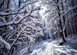 Ośnieżone, Gałęzie, Śnieg, Droga, Drzewa, Las, Grafika AI