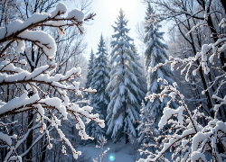 Zima, Ośnieżone, Gałązki, Drzewa, Las, Grafika AI