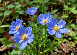 Rozwinięte, Niebieskie, Kwiaty