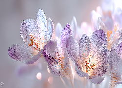 Różowe, Krokusy, Grafika AI