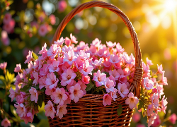 Różowe, Kwiaty, Wiklinowy, Koszyk