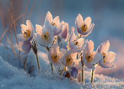 Sasanki, Kwiaty, Grafika AI, Śnieg