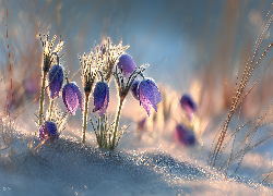 Fioletowe, Sasanki, Kwiaty, Śnieg, Grafika AI
