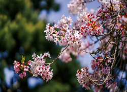 Gałązka, Jasno-różowe, Kwiaty