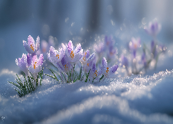 Fioletowe, Krokusy, Kwiaty, Zima, Śnieg, Grafika AI