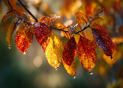 Gałązka, Jesienne, Liście, Krople, Grafika, AI