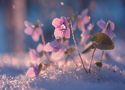 Różowe, Fiołki, Zima, Kwiaty, Grafika AI