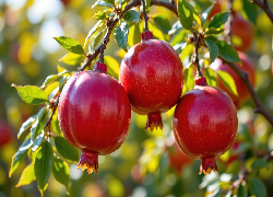 Granaty, Dojrzałe, Owoce, Grafika AI