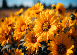 Żółte, Rozświetlone, Kwiaty