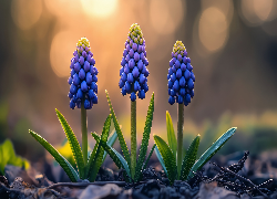 Niebieskie, Szafirki, Kwiaty, Listki, Grafika AI