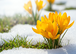 Krokusy, Żółte, Trawa, Śnieg