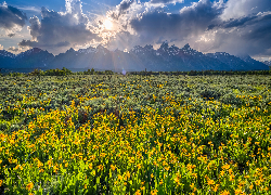 Park Narodowy Grand Teton, Góry, Drzewa, Łąka, Kwiaty, Chmury, Promienie słońca, Stany Zjednoczone