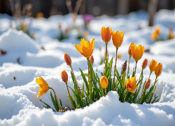 Zima, Śnieg, Żółte, Kwiaty