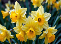 Kwiaty, Narcyzy żonkile, Zbliżenie