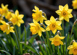 Żółte, Kwiaty, Narcyzy żonkile, Zbliżenie