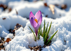 Fioletowy, Krokus, Zielone, Listki, Śnieg