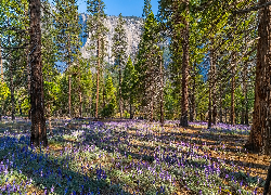 Góry, Las, Drzewa, Kwiaty, Łubin, Park Narodowy Yosemite, Kalifornia, Stany Zjednoczone