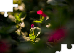 Kwiatek, Liście, Światło