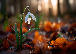 Mokry, Przebiśnieg, Liście, Grafika AI
