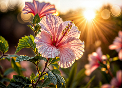 Hibiskus, Kwiat, Liście, Promienie słońca, Grafika