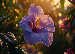 Hibiskus, Purpurowy, Kwiat, Słoneczne, Światło, Grafika