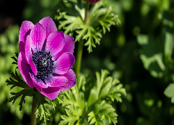 Anemon, Zawilec, Purpurowy, Kwiat