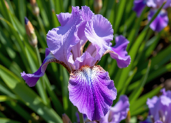 Irys, Fioletowy, Kwiat, Liście