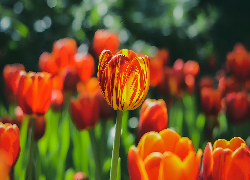 ŻóŁto-czerwony, Tulipan