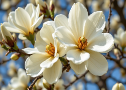 Rozwinięte, Białe, Kwiaty, Magnolia, Gałązki