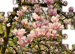 Wiosna, Kwiaty, Magnolia