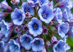 Niebieskie, Kwiaty, Rozwinięte, Pąki, Zbliżenie