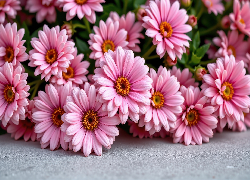 Różowe, Rozwinięte, Kwiaty, Stokrotki afrykańskie