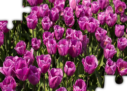 Rozwinięte, Różowe, Tulipany