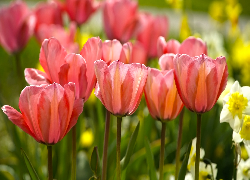 Kwiaty, Tulipany, Żonkile